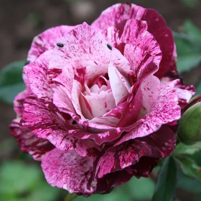 Rose Purple Tiger has a striking striped pattern. | Rose, Garden center,  Stripes pattern