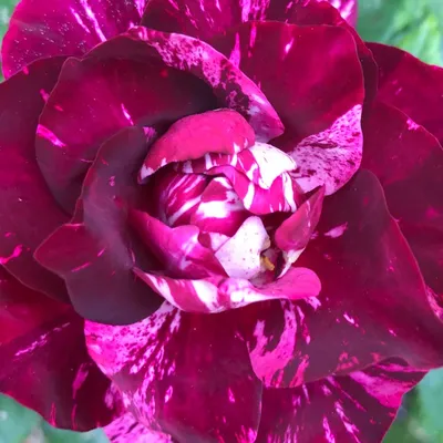 Beautiful purple tiger rose on bush against light background, closeup Stock  Photo - Alamy