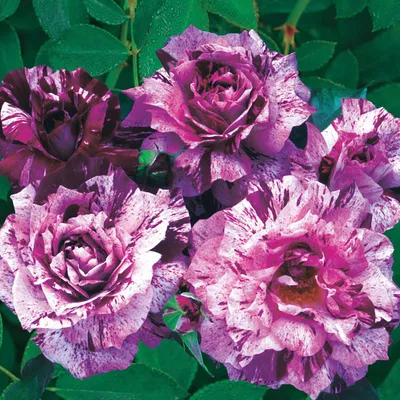 30+ Seeds| Purple Tiger Rose Perennial Flower Seeds#1080 |BUY 4 GET 1 FREE|  - Walmart.com