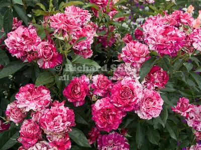 Tiger rose hi-res stock photography and images - Alamy