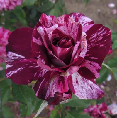 19790-CGD Purple Tiger Rose bush, floribunda Rosa hybrid, at Bakersfield,  CA USA.jpg | Richard Shiell