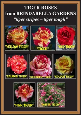 Purple Tiger Floribunda Rose | Shop Roses | Breck's