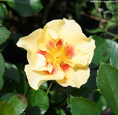 Small Orange Tiger Rose in the Garden Stock Image - Image of flowers, rose:  239267265