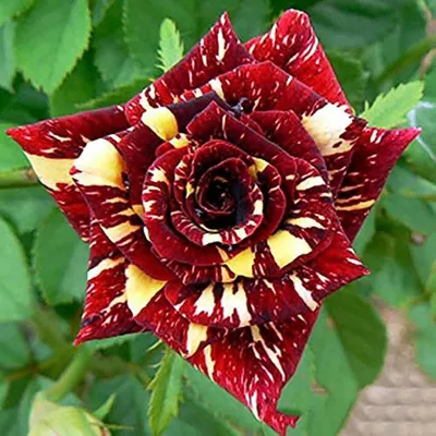 Porselen \"Rosa Tiger\" 92 cm XL. Bestilling! – Carl Royal