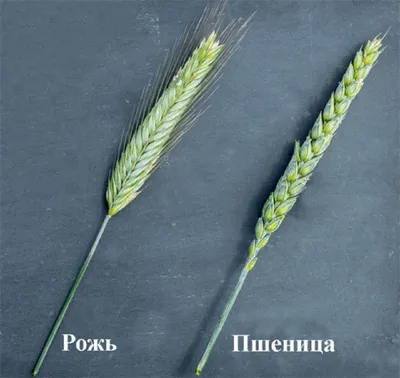 Рожь и пшеница - 48 фото