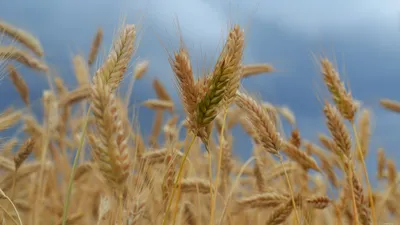 Обои пшеница, хлебный злак, рожь, тритикале, продовольственное зерно -  картинка на рабочий стол и фото бесплатно