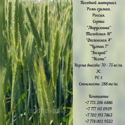 Семена рожь 6 сортов ЭС, РС-1 Россия (id 97711557)