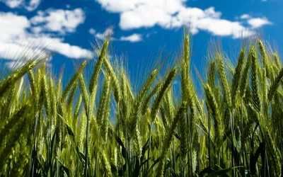 Рожь пшеница овес - фото и картинки: 33 штук