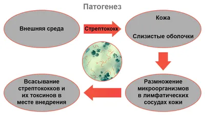 Рожа: лечение, патогенез, симптомы