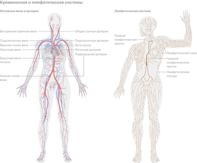 Лимфостаз (лимфедема): симптомы, причины, диагностика, лечение, чем опасен,  массаж, цены на лечение лимфедемы