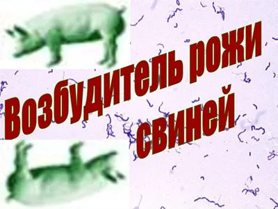 Атрофический энтерит - Атлас патологий свиней - pig333.ru, от фермы к рынку