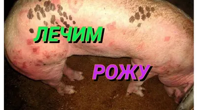 ЛЕЧИМ РОЖУ У СВИНЕЙ - YouTube