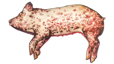 Рожа у свиней фото