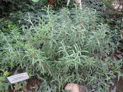 Коллекции растений ЦСБС СО РАН - Rosmarinus officinalis L. – Розмарин  лекарственный (по новым данным Salvia rosmarinus Spenn.)