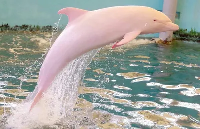 Розовый дельфин фото фото