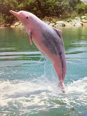 Розовый дельфин в воде» — создано в Шедевруме