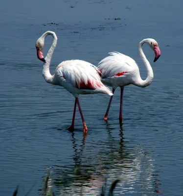Розовый фламинго птица фото