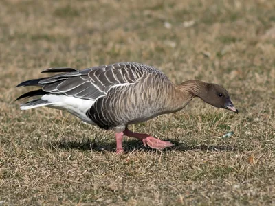 Pink-Footed Goose Bird Facts (Anser brachyrhynchus) | Birdfact