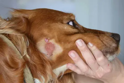 Лечение лишая у собак в Северном и Южном Медведково. Посмотрите фото для  диагностики