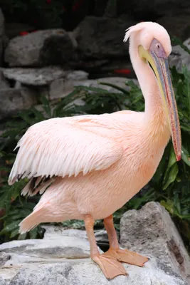 Розовый пеликан фото
