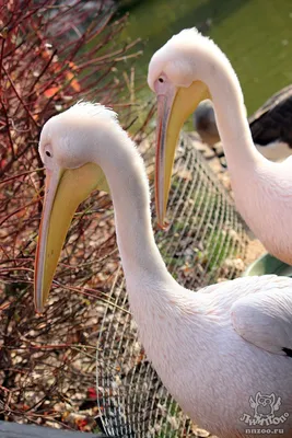 Розовый пеликан (Pelecanus onocrotalus) — Зоопарк «Лимпопо» г. Нижний  Новгород – Нижегородский зоопарк