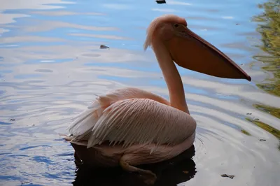 Pink pelican