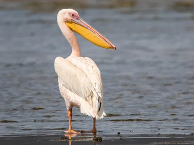 Розовый пеликан - eBird