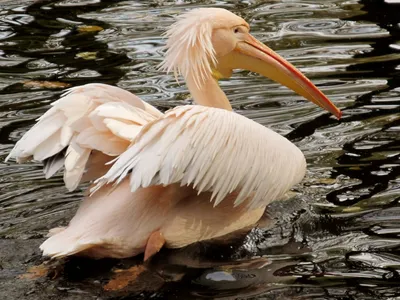 Розовый пеликан Pelecanus onocrotalus Great White Pelican