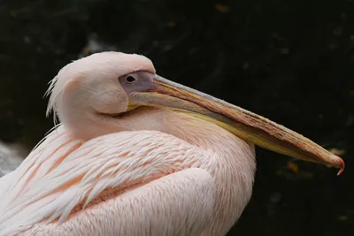 Кудрявый пеликан — Pelecanus crispus / Статьи / Птицы Европы