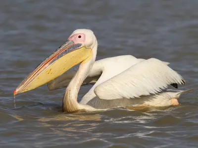 Розовый пеликан - eBird