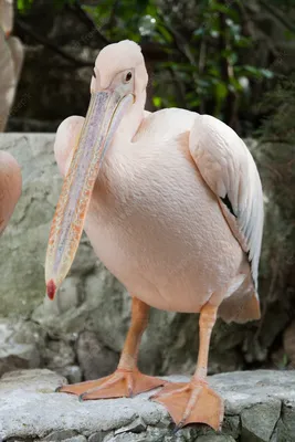 Розовый пеликан (Pelecanus onocrotalus). Птицы Европейской России.