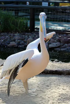 Розовый пеликан (Pelecanus onocrotalus) — Зоопарк «Лимпопо» г. Нижний  Новгород – Нижегородский зоопарк