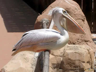 Розовый пеликан - Pelecanus onocrotalus. Photographer Etkind Elizabeth