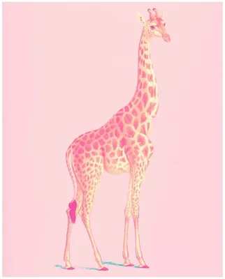 Розовый жираф фото