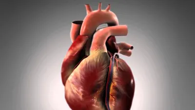Рубец на сердце после инфаркта: что это такое, причины возникновения,  симптомы и лечение, фото