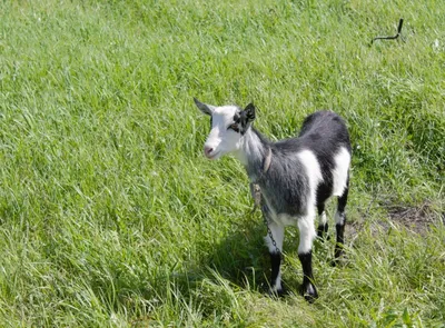 Мастит у коз: признаки и лечение | NITA-FARM
