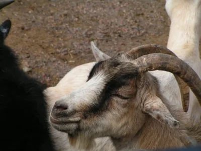 Окот (роды) у козы: признаки, сроки, подготовка, кормление