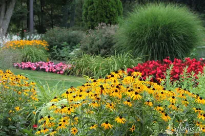 Рудбекия (Rudbeckia). Описание, выращивание, посадка и уход. Программа PRO  Цветы (ПРО Цветы) | flokus.ru - ландшафтный дизайн