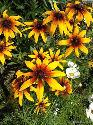 Рудбекия гибридная (Rudbeckia x hybrida ) - «Один из самых неприхотливых  цветков» | отзывы