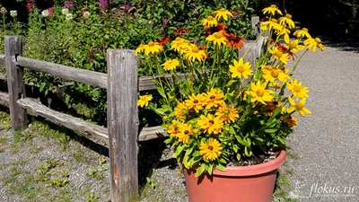 Рудбекия (Rudbeckia). Описание, выращивание, посадка и уход. Программа PRO  Цветы (ПРО Цветы) | flokus.ru - ландшафтный дизайн