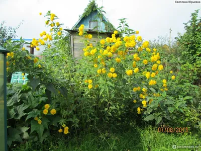 Рудбекия рассечённая, Золотой шар (Rudbeckia laciniata) - «Золотой шар » |  отзывы