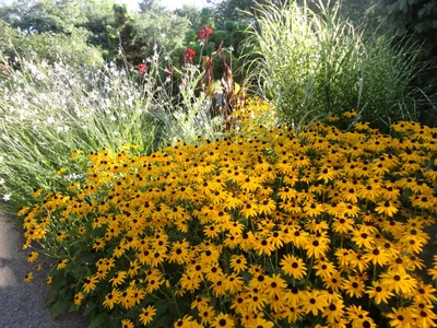 Купить Рудбекия Голдштурм Rudbeckia fulgida Goldsturm - в питомнике Флорини