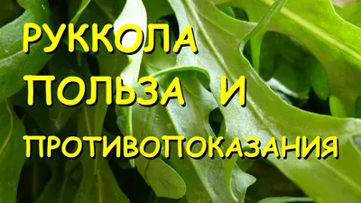 Руккола: посадка и уход в открытом грунте, выращивание на подоконнике