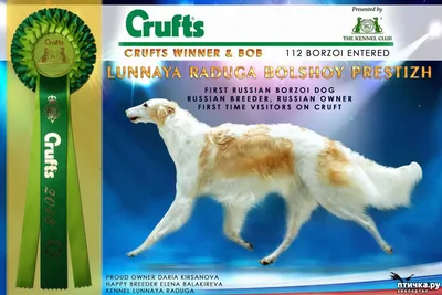 Впервые борзая из России выиграла легендарную выставку CRUFTS! — обсуждение  в группе \