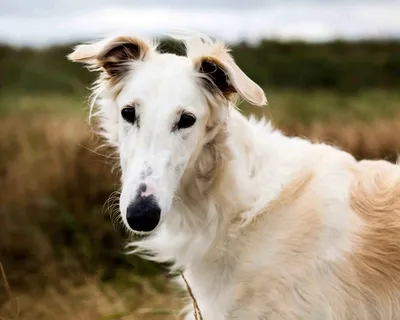 Русская псовая борзая (Borzoi) - это преданная и величественная порода  собак. Описание, фото и отзывы.