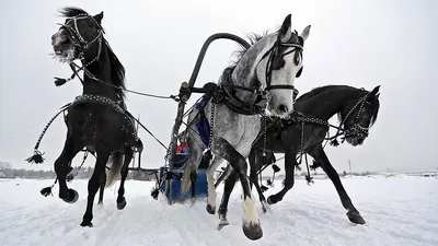 традиционная русская тройка лошадей в санях. лошади бегают по снежному  полю. Стоковое Изображение - изображение насчитывающей усилие, мустанг:  240461087