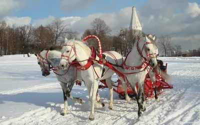 Триединственные в мире – Огонек № 3 (5356) от 26.01.2015