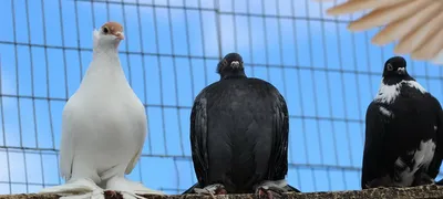 Первая голубиная почта / First pigeon post | Энциклопедия приморья