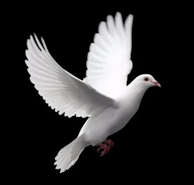 Почтовый голубь - русский язык как иностранный | Dove pictures, Dove  flying, White pigeon