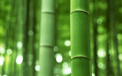 Купить съедобный бамбук Руза оптом и в розницу по низкой цене